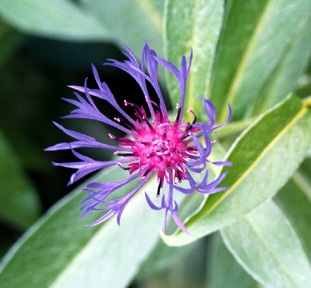 Mountain Bluet